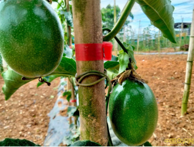 蒙思伟：让南充当地百香果走进千家万户